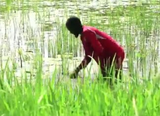 Niger : 14 milliards de FCFA de financement suisse pour l’éducation et l’agriculture