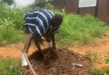 Mali/Agriculture : le Zaï, une réponse paysanne aux défis climatiques