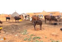 Niger : nouvelle interdiction d’exporter du bétail pour protéger le marché intérieur