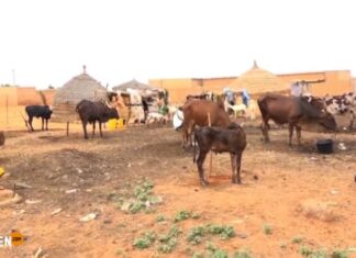 Niger : deux nouveaux textes pour améliorer la production animale