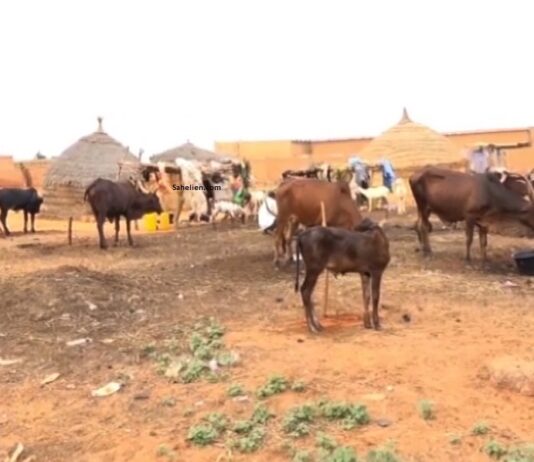 Niger : deux nouveaux textes pour améliorer la production animale