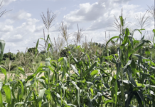 Burkina Faso : les défis de la production agricole et piscicole