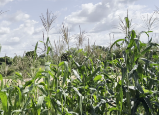 Burkina Faso : les défis de la production agricole et piscicole