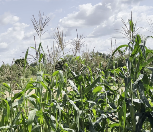 Burkina Faso : les défis de la production agricole et piscicole