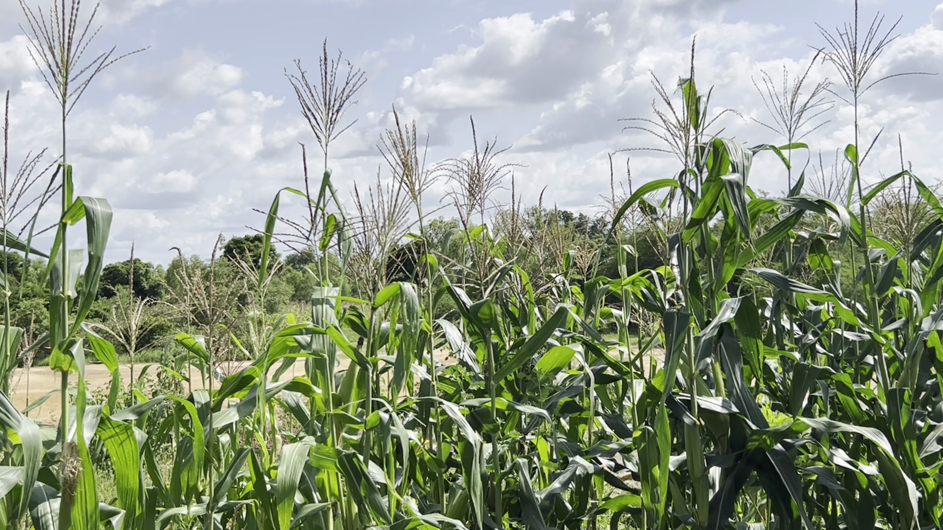 Burkina Faso : les défis de la production agricole et piscicole
