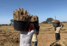 Mali/Récolte du petit mil à Koro : un savoir-faire ancestral
