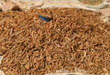 Niger : le criquet au cœur de nombreux enjeux