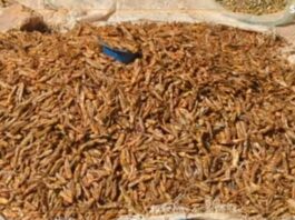 Niger : le criquet au cœur de nombreux enjeux