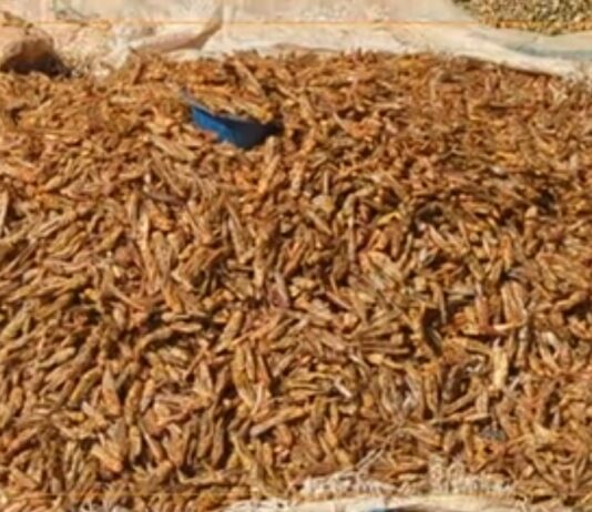 Niger : le criquet au cœur de nombreux enjeux