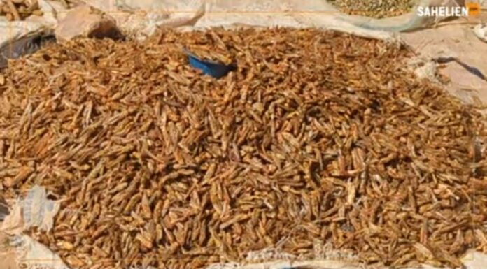 Niger : le criquet au cœur de nombreux enjeux