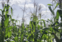 Le récap’ Sahel du 09 au 13 mars 2026