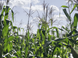 Le récap’ Sahel du 09 au 13 mars 2026