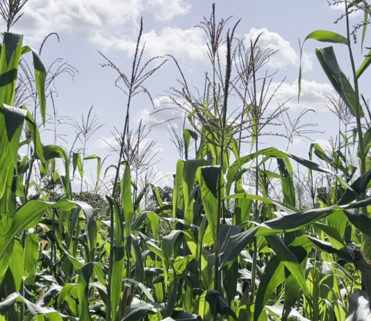 Le récap’ Sahel du 09 au 13 mars 2026