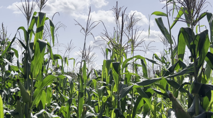 Le récap’ Sahel du 09 au 13 mars 2026