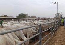 Burkina Faso : plus de 700 vaches importées du Brésil pour booster la production laitière