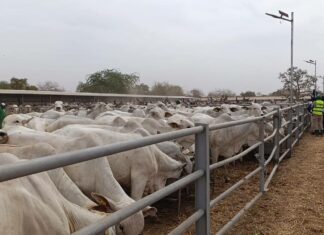 Burkina Faso : plus de 700 vaches importées du Brésil pour booster la production laitière