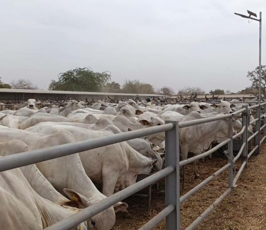 Burkina Faso : plus de 700 vaches importées du Brésil pour booster la production laitière
