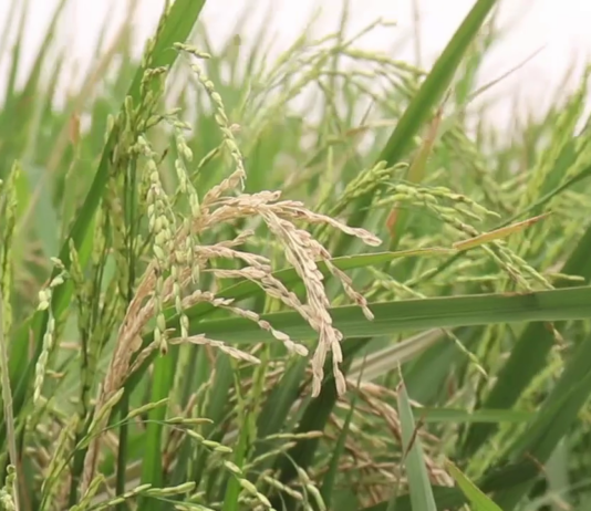 Le récap’ Sahel du 20 au 24 avril 2026