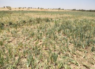 Mali : à Goundam, les exploitants agricoles face à la pénurie de gasoil