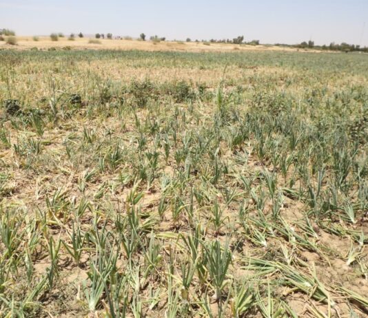 Mali : à Goundam, les exploitants agricoles face à la pénurie de gasoil
