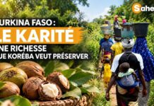 Burkina Faso : le karité, une richesse que Koréba veut préserver
